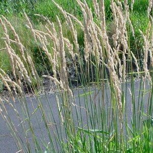 Phalaris arundinacea P9