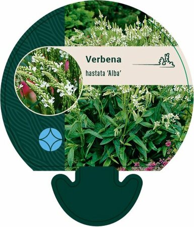 Verbena hastata 'Alba' P9 - afbeelding 2