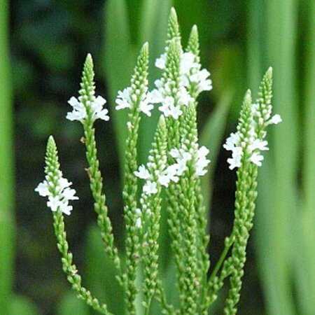 Verbena hastata 'Alba' P9 - afbeelding 1