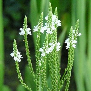 Verbena hastata 'Alba' P9