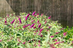 Buddleja 'Miss Ruby' C3