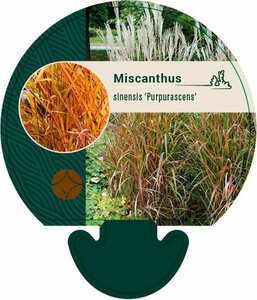 Miscanthus sinensis 'Purpurascens' P9