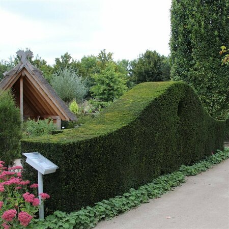 Taxus baccata 25/30 C. - afbeelding 18