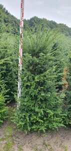 Taxus baccata - afbeelding 13