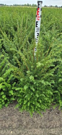 Taxus baccata - afbeelding 11