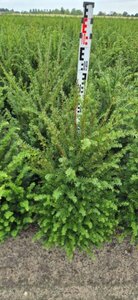 Taxus baccata - afbeelding 11