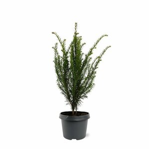 Taxus baccata 25/30 C. - afbeelding 11