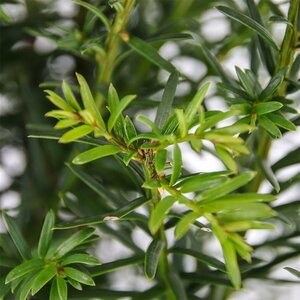 Taxus baccata 25/30 C. - afbeelding 19