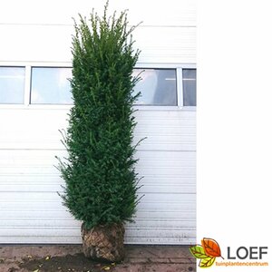 Taxus baccata 25/30 C. - afbeelding 31
