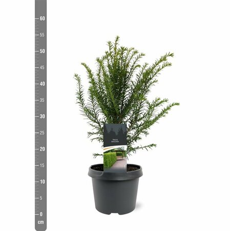 Taxus baccata 25/30 C. - afbeelding 8