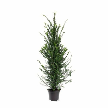 Taxus baccata 25/30 C. - afbeelding 5