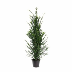 Taxus baccata 25/30 C. - afbeelding 5