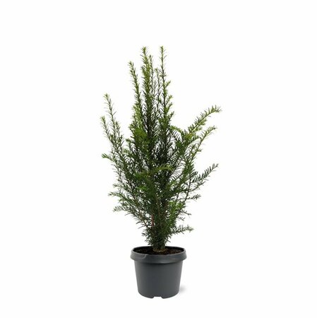 Taxus baccata 25/30 C. - afbeelding 20