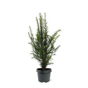 Taxus baccata 25/30 C. - afbeelding 20