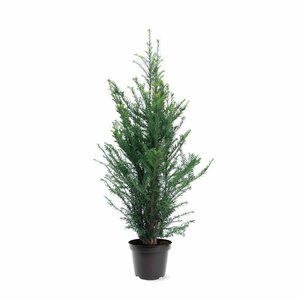 Taxus baccata 25/30 C. - afbeelding 17