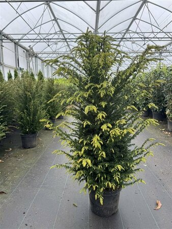Taxus baccata 25/30 C. - afbeelding 15