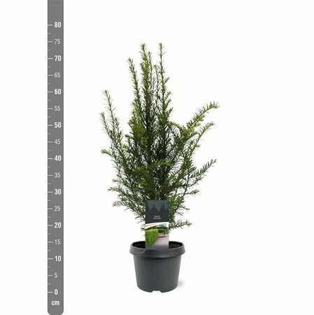 Taxus baccata 25/30 C. - afbeelding 21