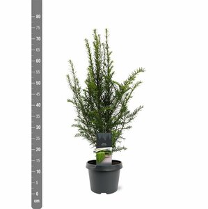 Taxus baccata 25/30 C. - afbeelding 21