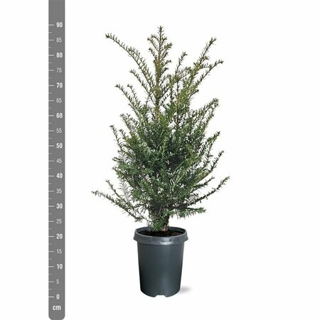 Taxus baccata 25/30 C. - afbeelding 23
