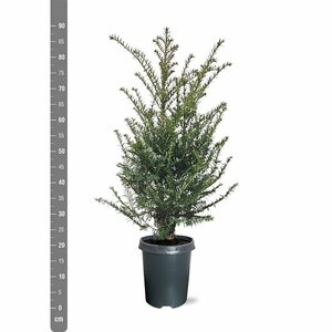 Taxus baccata 25/30 C. - afbeelding 23