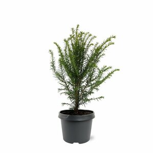 Taxus baccata 25/30 C. - afbeelding 9