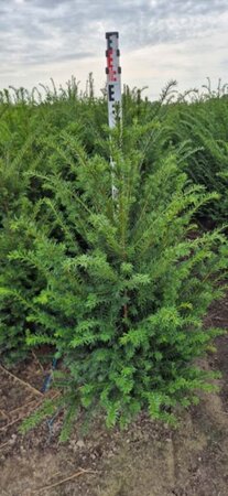 Taxus baccata - afbeelding 12