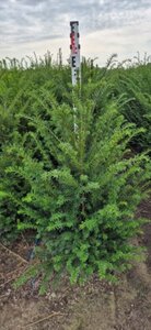 Taxus baccata - afbeelding 12