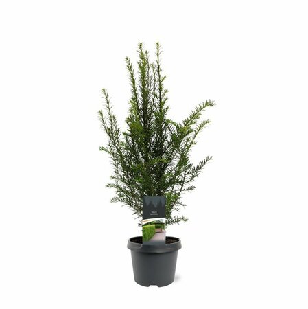 Taxus baccata 25/30 C. - afbeelding 22