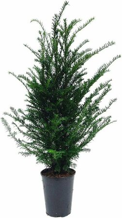 Taxus baccata 25/30 C. - afbeelding 27
