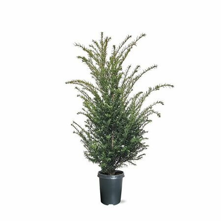 Taxus baccata 25/30 C. - afbeelding 30