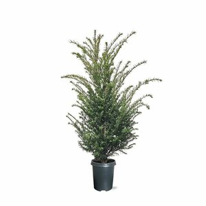 Taxus baccata 25/30 C. - afbeelding 30
