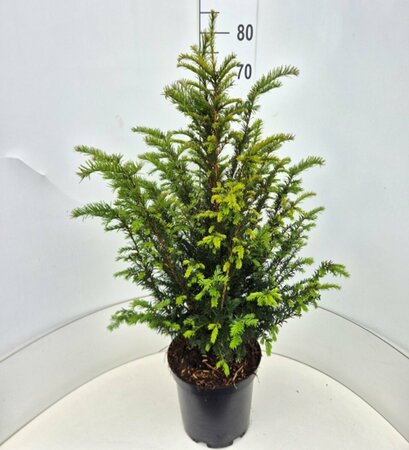 Taxus baccata 25/30 C. - afbeelding 28