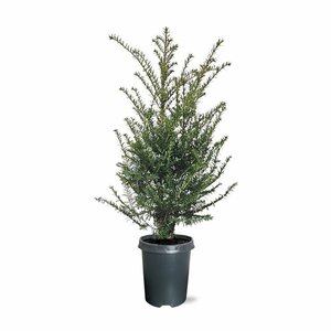 Taxus baccata 25/30 C. - afbeelding 25