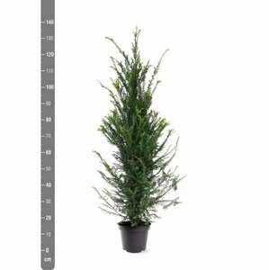Taxus baccata 25/30 C. - afbeelding 6