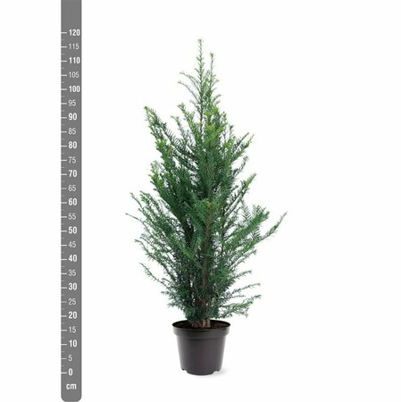 Taxus baccata 25/30 C. - afbeelding 16