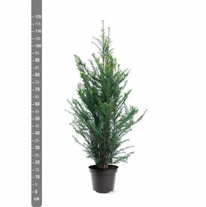 Taxus baccata 25/30 C. - afbeelding 16