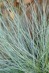 Festuca glauca C2