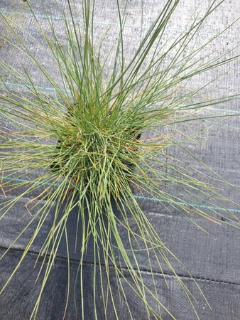 Festuca glauca C2 - afbeelding 2