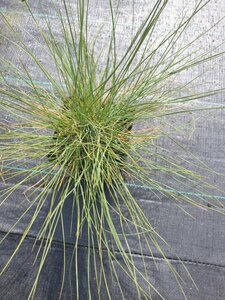Festuca glauca C2 - afbeelding 2