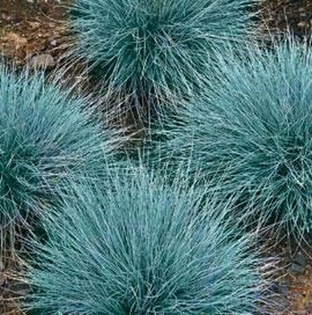 Festuca glauca C2 - afbeelding 5