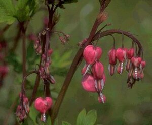 Dicentra spectabilis C1