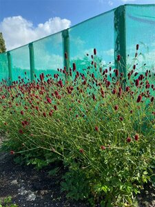 Sanguisorba 'Beetlewings' P9