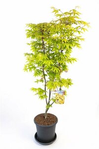 Acer palmatum 'Osakazuki' - afbeelding 3