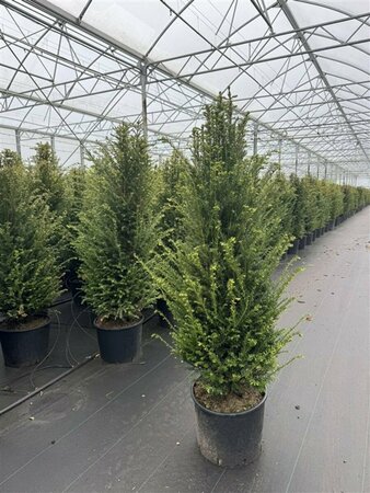 Taxus baccata 100/125 C. - afbeelding 20