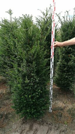 Taxus baccata 100/125 C. - afbeelding 13