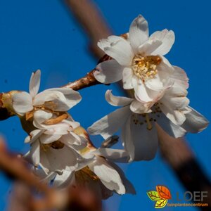 Prunus subhirtella 'Autumnalis' ST. 180 8-10 C. 