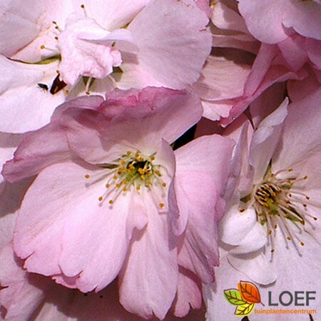 Prunus serrulata 'Amanogawa' - afbeelding 1