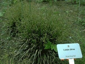 Luzula pilosa P9