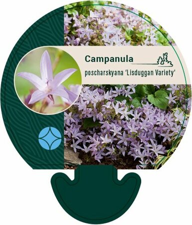 Campanula poscharskyana 'Lisduggan Var.' P9 - afbeelding 4