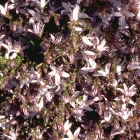 Campanula poscharskyana 'Lisduggan Var.' P9 - afbeelding 5